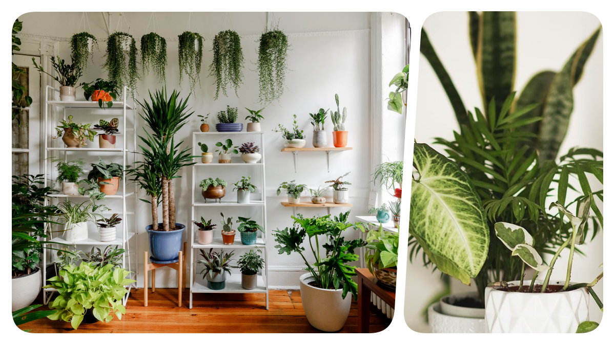 Indoor Plants and Greenery